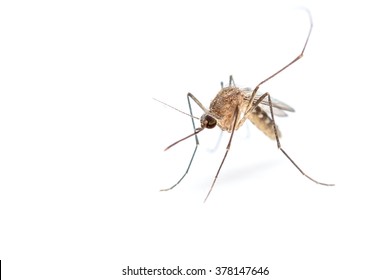 Anopheles Mosquito, Dangerous Vehicle Of Infection.