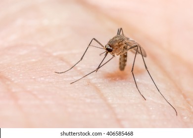 Anopheles Mosquito, Dangerous Vehicle Of Infection.