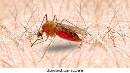 Anopheles Mosquito - Dangerous Vehicle Of Infection