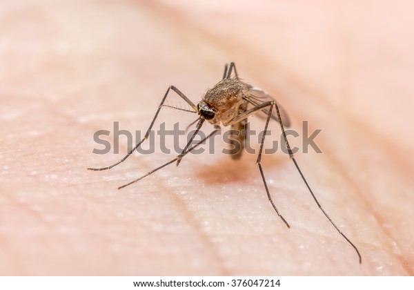 Anopheles\
mosquito, dangerous vehicle of\
infection.