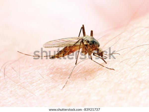 Anopheles mosquito - dangerous vehicle of a\
Malaria infection.