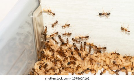 Anoplolepis Gracilipes, Yellow Crazy Ants And Eggs In Kitchen,Concept For Pest Control