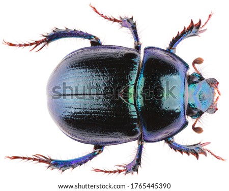 Anoplotrupes stercorosus dor beetle, is a species of earth-boring dung beetle belonging to the family Geotrupidae. Dorsal view of dung beetle Anoplotrupes stercorosus isolated on white background.