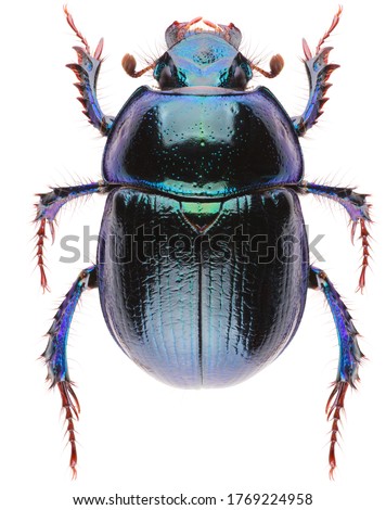Anoplotrupes stercorosus dor beetle, is a species of earth-boring dung beetle belonging to subfamily Geotrupinae. Dorsal view of dung beetle Anoplotrupes stercorosus isolated on white background.