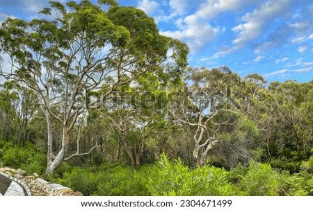 anoramic view of eucalyptus forest close to the picnic area at Wattamolla, a popular weekend destination on the coastline south of Sydney in Royal National Park, NSW, Australia.