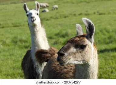 Another Llama Photo Bomb Near Potlach, Idaho.