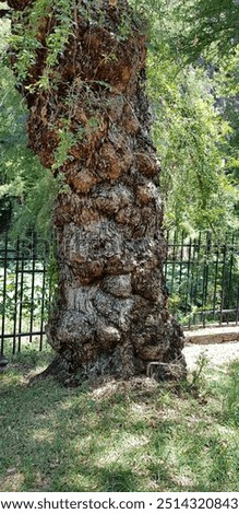 Another name for tree knots is 