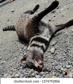 Another Victim Of Roadkill,    Malay Civet