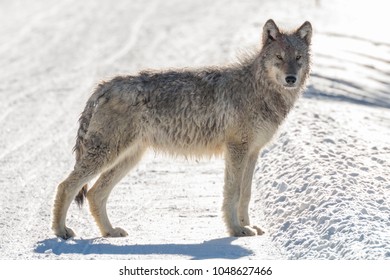 Another Wolf Pup Of The Year From The Wapiti Lake Pack In Yellowstone National Park.