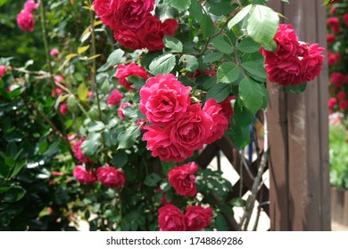 korea rose