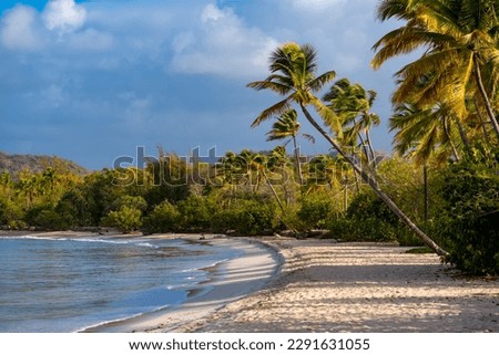 “Grand Anse des Salines“ is a popular beach on tropical island Martinique in the Caribbean sea. White sandy beach with palm trees, turquoise water and surf near Saint Anne in french holiday paradise.