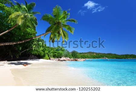 Image, Stock Photo palm beach Sand