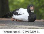 Anseranas Semipalmata or Magpie Goose, looks like an ordinary duck, but it