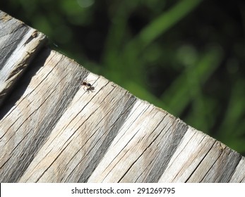 Ant