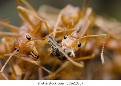 ant