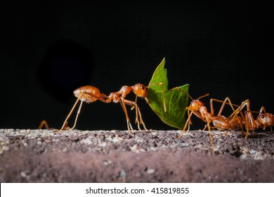 Ant.