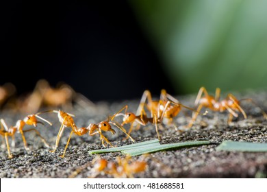 Ant.