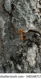 ant