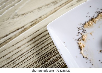 Ants Kitchen Images Stock Photos Vectors Shutterstock