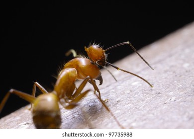ant