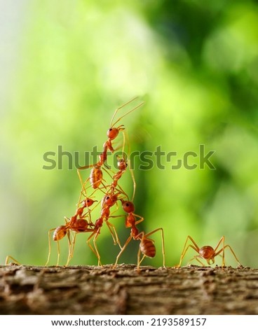 Ant Action standing, Ant bridge team unity, team concept working together. on the natural background.                       