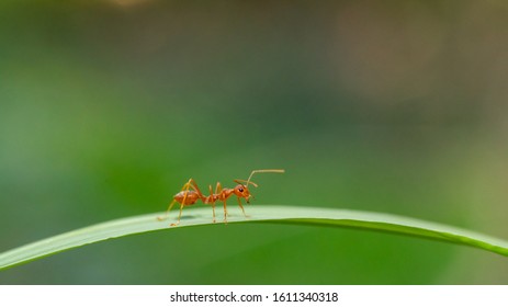 Ant action standing.Ant bridge unity team,Concept team work togetherมRed ant,Weaver Ants (Oecophylla smaragdina),Action of ant carry food