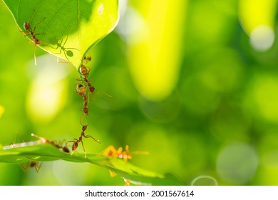 Ant action standing.Ant bridge unity team,Concept team work together Red ant,Weaver Ants (Oecophylla smaragdina),Action of ant carry food