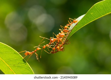 Actividad de la hormiga de pie. Equipo de unidad del puente de la hormiga, equipo de Concept trabajando juntos Red ant, Weaver Ants (Oecophylla smaragdina), acción de la hormiga llevar comida