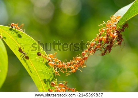 Ant action standing.Ant bridge unity team,Concept team work together Red ant,Weaver Ants (Oecophylla smaragdina), Action of ant carry food
