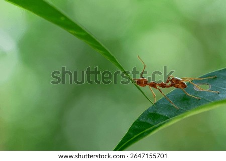 Ant action standing.Ant bridge unity team,Concept team work together Red ant,Weaver Ants (Oecophylla smaragdina),Action of ant carry food