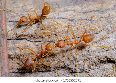 Ant Action Standing. Red Imported Fire Ant, Action Of Formicidae. Work Ants Are Walking On The Branches To Protect The Nest In The Forest.