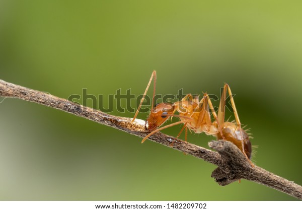 Ant action standing.Ant working on\
branch dry wood,macro photography for natural\
background