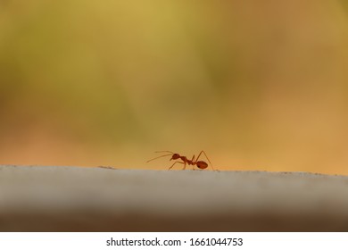 Ant Alone Lone Ranger On Wall 