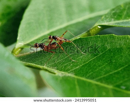 ant animal insects macro photography green leaf 