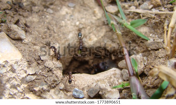 ant\
ants are working\
house of ants\
ants in their\
natural habitat. \
ants at the entrance to the ant mound.\
soil\
texture.\
clods of land, sand, small stones\
macro photo.\
\
insects, insect, bugs, bug,\
wild