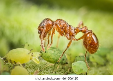 ant and aphid