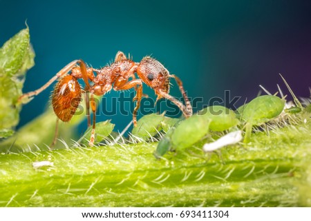 ant with aphids