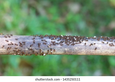 Ant Army Food Ants On The Branches Ant Man Ant Nest Texture