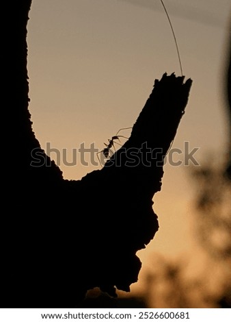 An ant ascends a rough tree branch while the sun sets in the distance, creating a dramatic silhouette. The scene captures the beauty of nature at dusk
