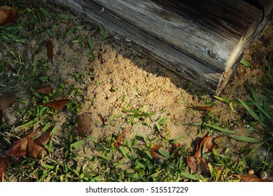 Fire Ant Mound Images, Stock Photos & Vectors | Shutterstock