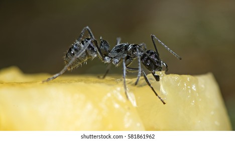 Ant, Black ant feed pineapple