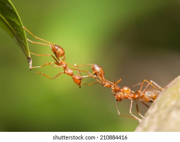 Ant Bridge Unity