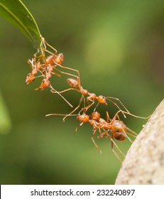 Ant Bridge Unity