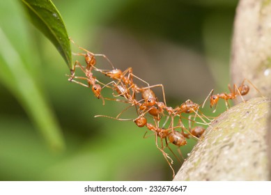 Ant Bridge Unity