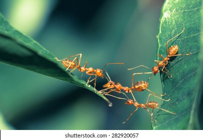 Ant Bridge Unity 