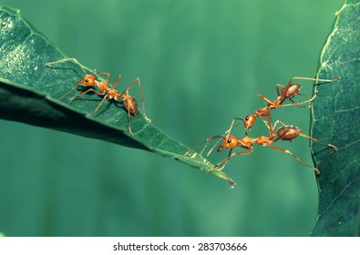 Ant Bridge Unity 