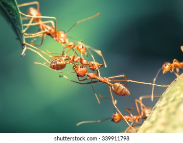 Ant Bridge Unity