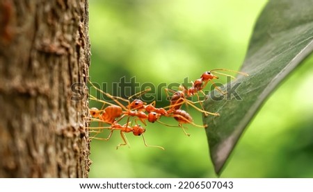 Ant bridge unity team, Ants help to carry food, Concept team work together. Red ants teamwork. unity of ants.		                                                