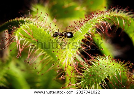 Ant captured by a Drosera capensis (Cape sundew). Carnivorous plant in action. Selective shallow depth of field.