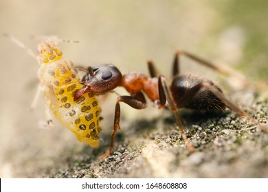 Ant carries aphid on to the feast